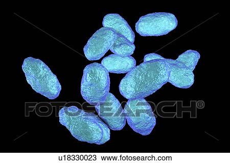 Haemophilus influenzae bacteria, illustration View Large Photo Image Stock Image - Haemophilus influenzae bacteria, illustration. Fotosearch