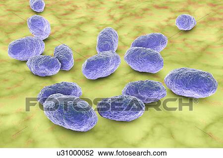 Stock Image - Haemophilus influenzae bacteria, illustration. Fotosearch
