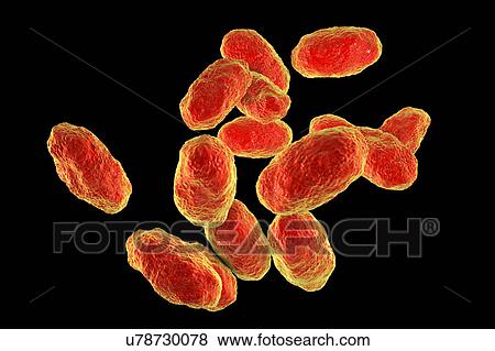 Haemophilus influenzae bacteria, illustration View Large Photo Image Stock Photo - Haemophilus influenzae bacteria, illustration. Fotosearch