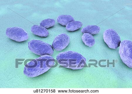 Haemophilus influenzae bacteria, illustration View Large Photo Image Stock Photo - Haemophilus influenzae bacteria, illustration. Fotosearch