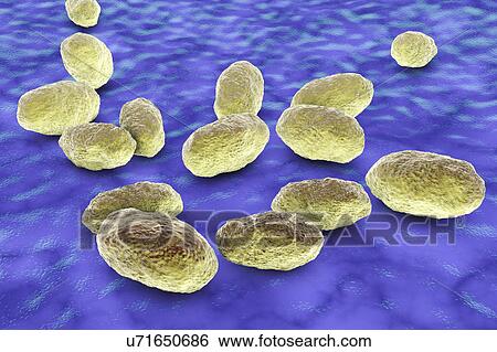 Haemophilus influenzae bacteria, illustration View Large Photo Image Stock Photograph - Haemophilus influenzae bacteria, illustration. Fotosearch