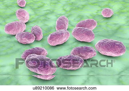 Haemophilus influenzae bacteria, illustration View Large Photo Image Stock Photograph - Haemophilus influenzae bacteria, illustration. Fotosearch