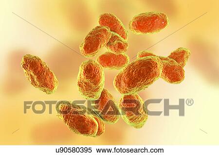 Stock Photography - Haemophilus influenzae bacteria, illustration. Fotosearch