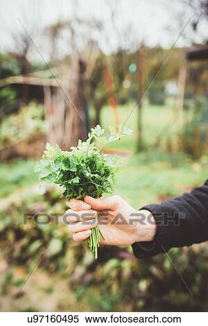 Stock Photography - Hand of young woman holding bunch of herbs in garden. Fotosearch