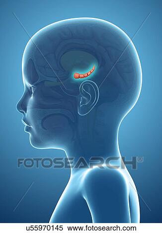 Hippocampus in a child's brain, illustration View Large Photo Image Stock Photography - Hippocampus in a child's brain, illustration. Fotosearch