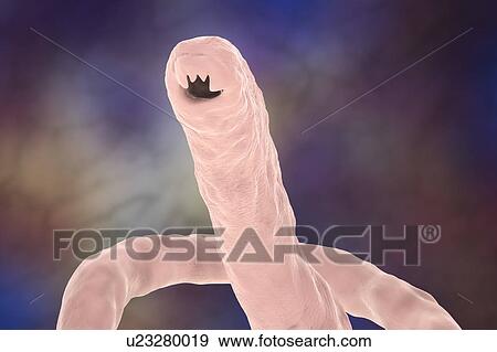Hookworm head, illustration View Large Photo Image Stock Photo - Hookworm head, illustration. Fotosearch