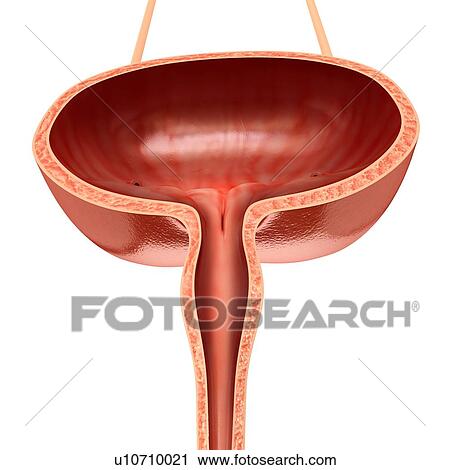 Stock Image - Human bladder anatomy, illustration. Fotosearch