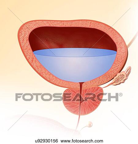 Human bladder anatomy, illustration View Large Photo Image Stock Photograph - Human bladder anatomy, illustration. Fotosearch