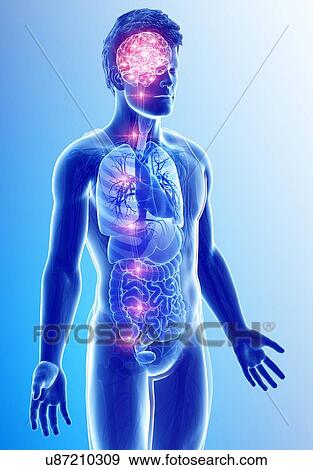 Stock Photo - Human brain activity, illustration. Fotosearch
