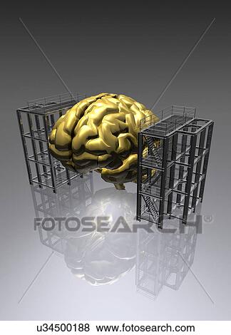 Human brain between two metal structures View Large Photo Image Stock Photo - Human brain between two metal structures. Fotosearch
