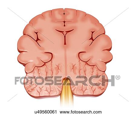 Human brain cross-section, illustration View Large Photo Image Stock Image - Human brain cross-section, illustration. Fotosearch