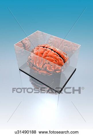 Stock Photo - Human brain in transparent box. Fotosearch