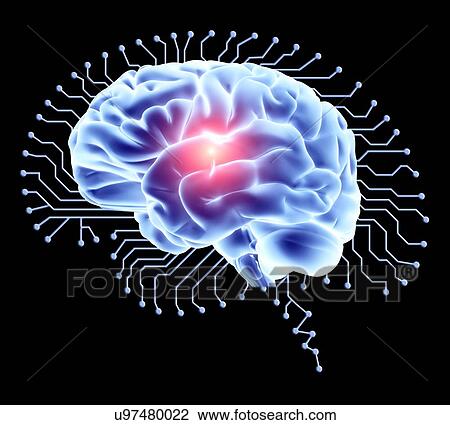 Human brain on brain-shaped circuit board View Large Photo Image Stock Image - Human brain on brain-shaped circuit board. Fotosearch