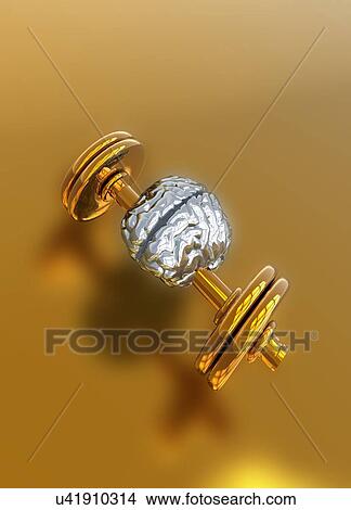 Human brain on dumbbell View Large Photo Image Picture - Human brain on dumbbell. Fotosearch
