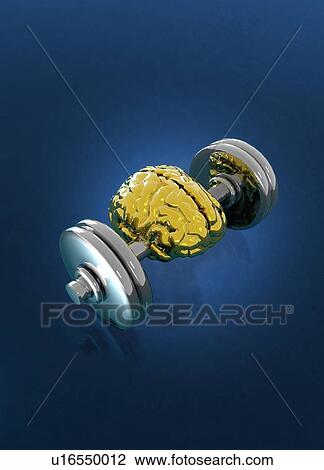 Stock Image - Human brain on dumbbell. Fotosearch