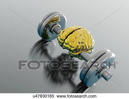 Stock Photography - Human brain on dumbbell. Fotosearch