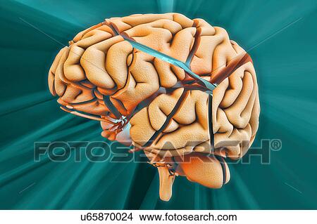 Picture - Human brain. Fotosearch
