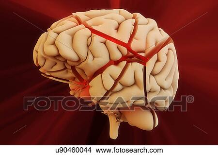 Picture - Human brain. Fotosearch