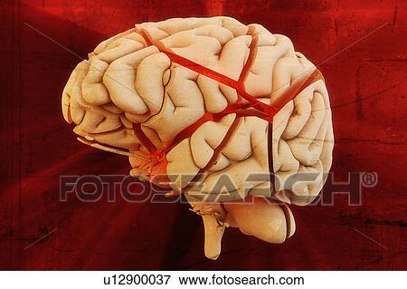 Stock Photo - Human brain. Fotosearch