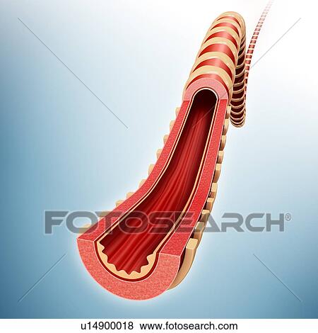 Human bronchus, illustration View Large Photo Image Stock Photo - Human bronchus, illustration. Fotosearch