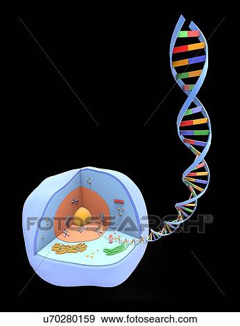 Human cell and DNA, artwork View Large Photo Image Stock Photo - Human cell and DNA, artwork. Fotosearch