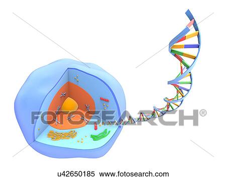 Stock Photography - Human cell and DNA, artwork. Fotosearch