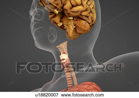 Human head and neck showing larynx View Large Photo Image Stock Photo - Human head and neck showing larynx. Fotosearch