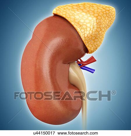Stock Photo - Human kidney and adrenal gland, illustration. Fotosearch