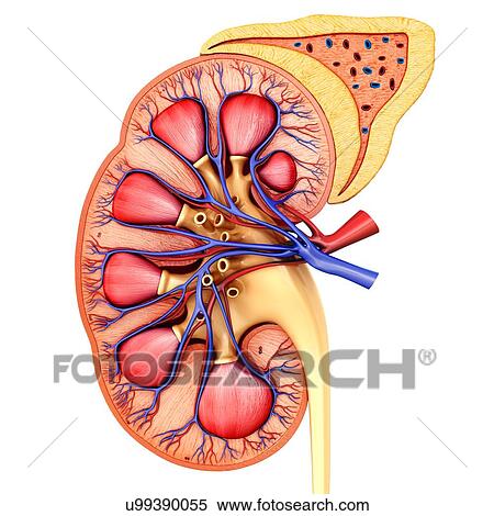 Stock Photography - Human kidney cross-section, illustration. Fotosearch