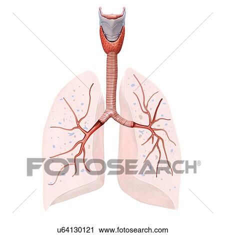 Stock Image - Human lung anatomy, illustration. Fotosearch