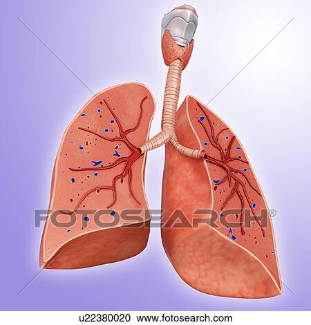Stock Image - Human lungs cross-section, illustration. Fotosearch