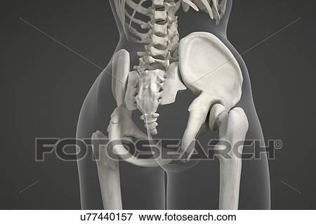 Stock Photo - Human pelvis. Fotosearch