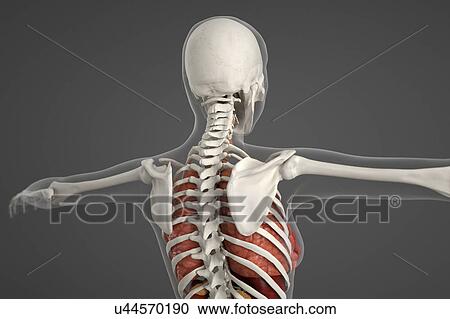 Stock Image - Human skeletal structure. Fotosearch