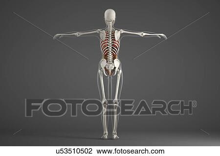 Stock Image - Human skeletal structure. Fotosearch
