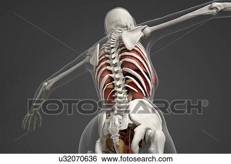 Stock Photograph - Human skeletal structure. Fotosearch