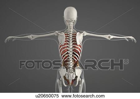 Human skeletal structure View Large Photo Image Stock Photography - Human skeletal structure. Fotosearch