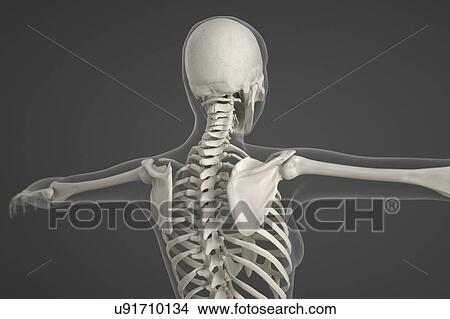 Picture - Human skeleton. Fotosearch