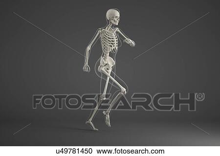 Stock Image - Human skeleton running. Fotosearch