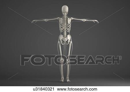 Stock Image - Human skeleton. Fotosearch