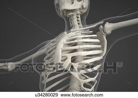 Human skeleton View Large Photo Image Stock Photo - Human skeleton. Fotosearch