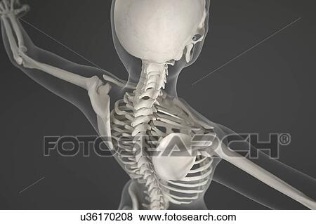 Human skeleton View Large Photo Image Stock Photo - Human skeleton. Fotosearch