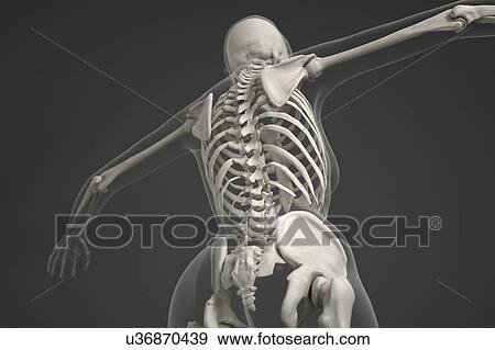 Stock Photo - Human skeleton. Fotosearch