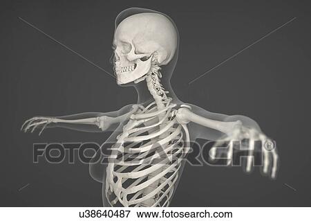 Stock Photo - Human skeleton. Fotosearch