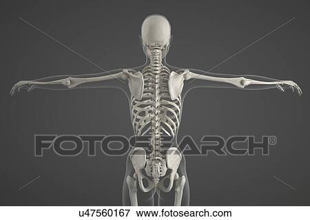 Stock Photo - Human skeleton. Fotosearch