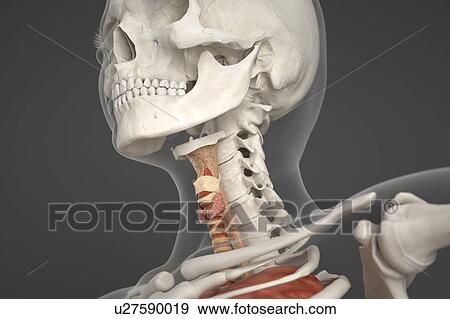 Human skull, neck and larynx View Large Photo Image Stock Photo - Human skull, neck and larynx. Fotosearch
