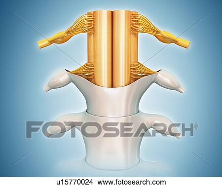 Human spinal cord anatomy, illustration View Large Photo Image Picture - Human spinal cord anatomy, illustration. Fotosearch