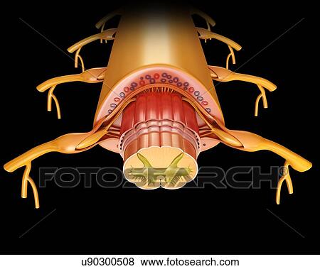 Stock Photo - Human spinal cord anatomy, illustration. Fotosearch