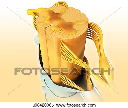 Stock Photography - Human spinal cord anatomy, illustration. Fotosearch