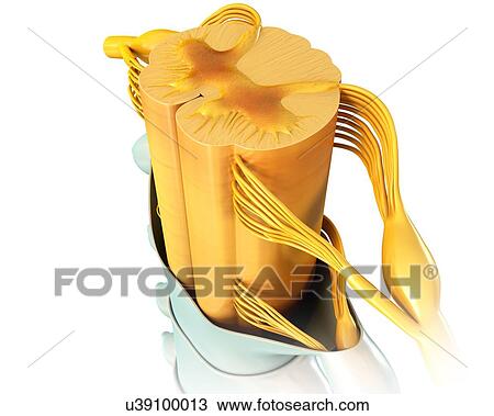 Human spinal cord cross-section, illustration View Large Photo Image Stock Image - Human spinal cord cross-section, illustration. Fotosearch