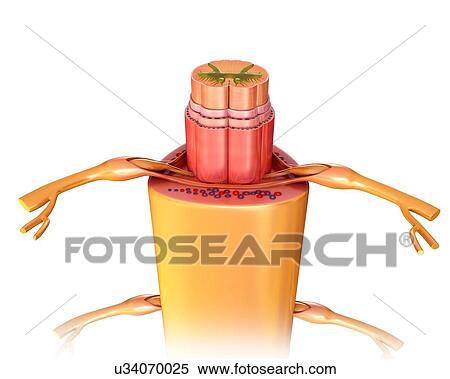 Stock Photography - Human spinal cord cross-section, illustration. Fotosearch